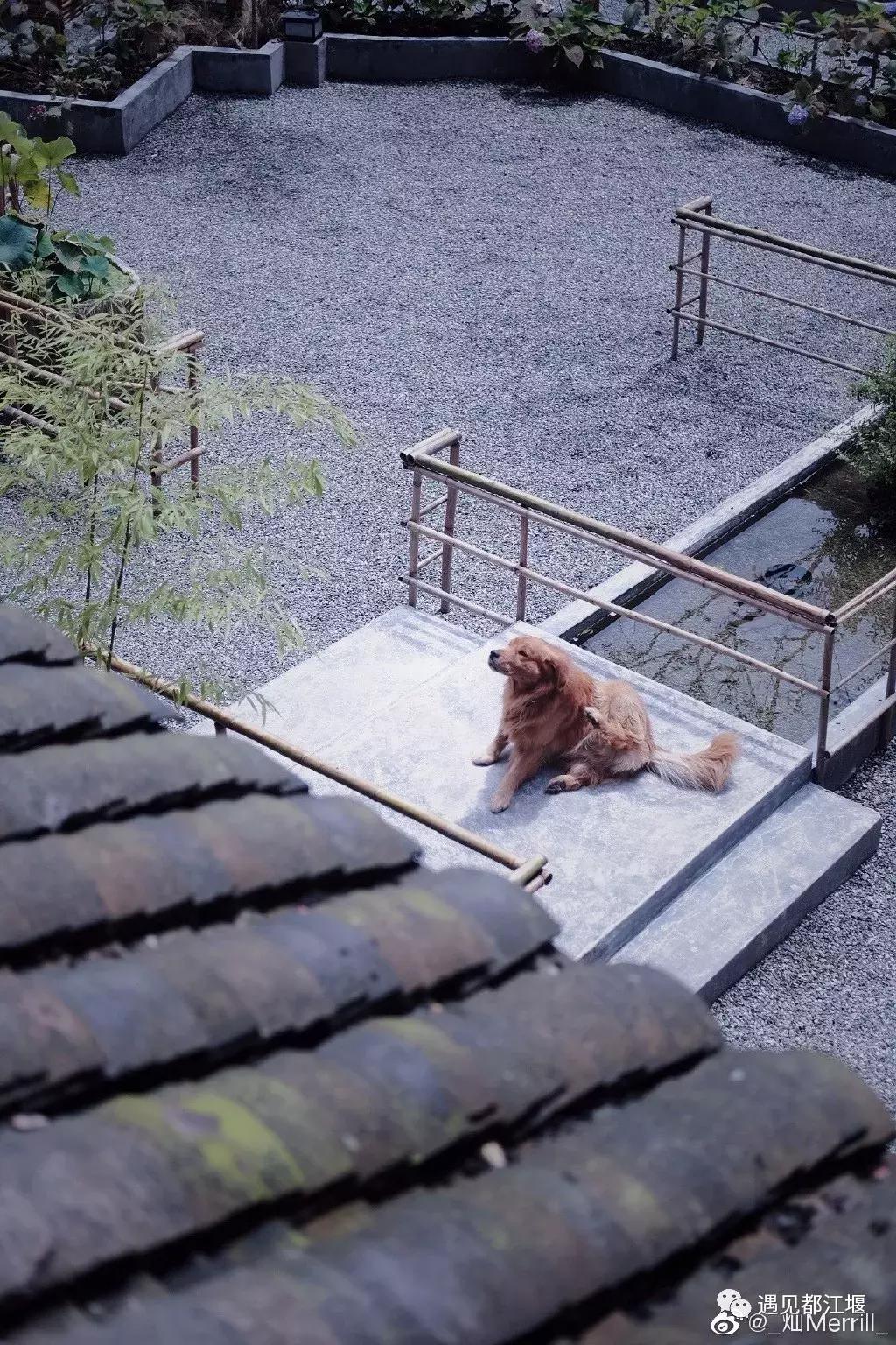 推荐一个好地方青城山,青城山纯境之旅