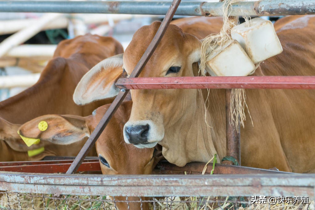 养牛前景怎么样养牛需要什么条件,养牛需具备什么条件才能养牛