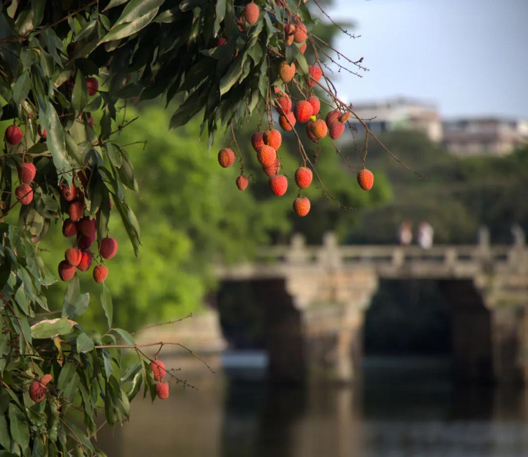 荔城无处不荔枝翻译,荔城无处无荔枝