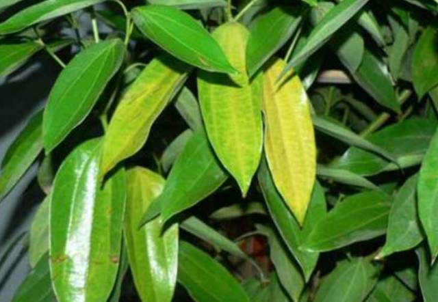 黄叶怎么消除最快,防止花黄叶方法