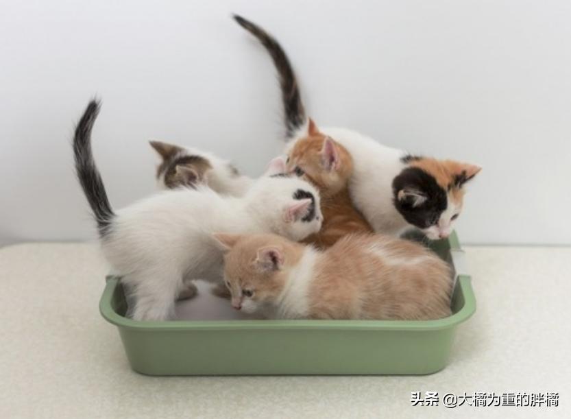 猫咪两天不拉屎正常吗幼猫,幼猫有什么上厕所的前兆