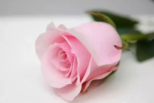 一万年一次的2020520；一起认识100种玫瑰~别送错啊