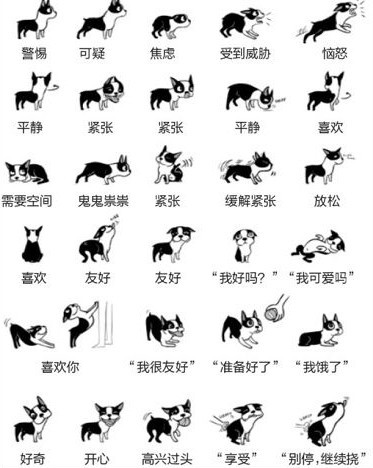 狗狗真的会微笑么,如何判断狗狗是否在笑