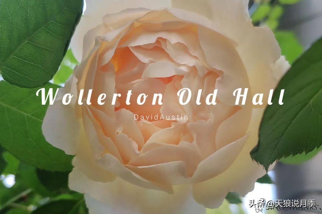 圆滚滚的绣球，瀑布般的花墙，这届花友也太会种花了吧