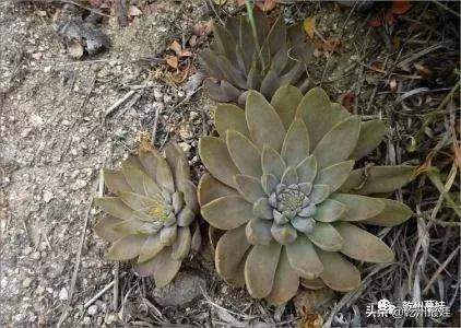 随笔吉他贝斯,瓦松的故事