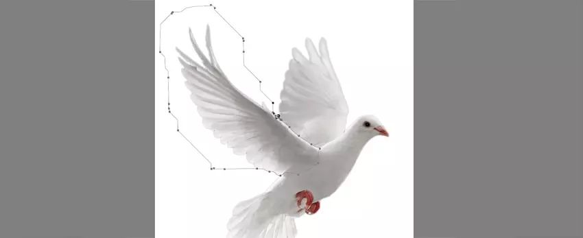 ps花仙子合成教程,ps合成狗狗教程