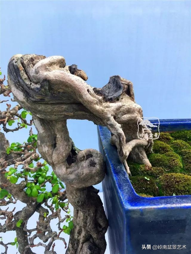 鎮礀缁濆閫㈢敓,鎮礀鐩嗘櫙澶у叏