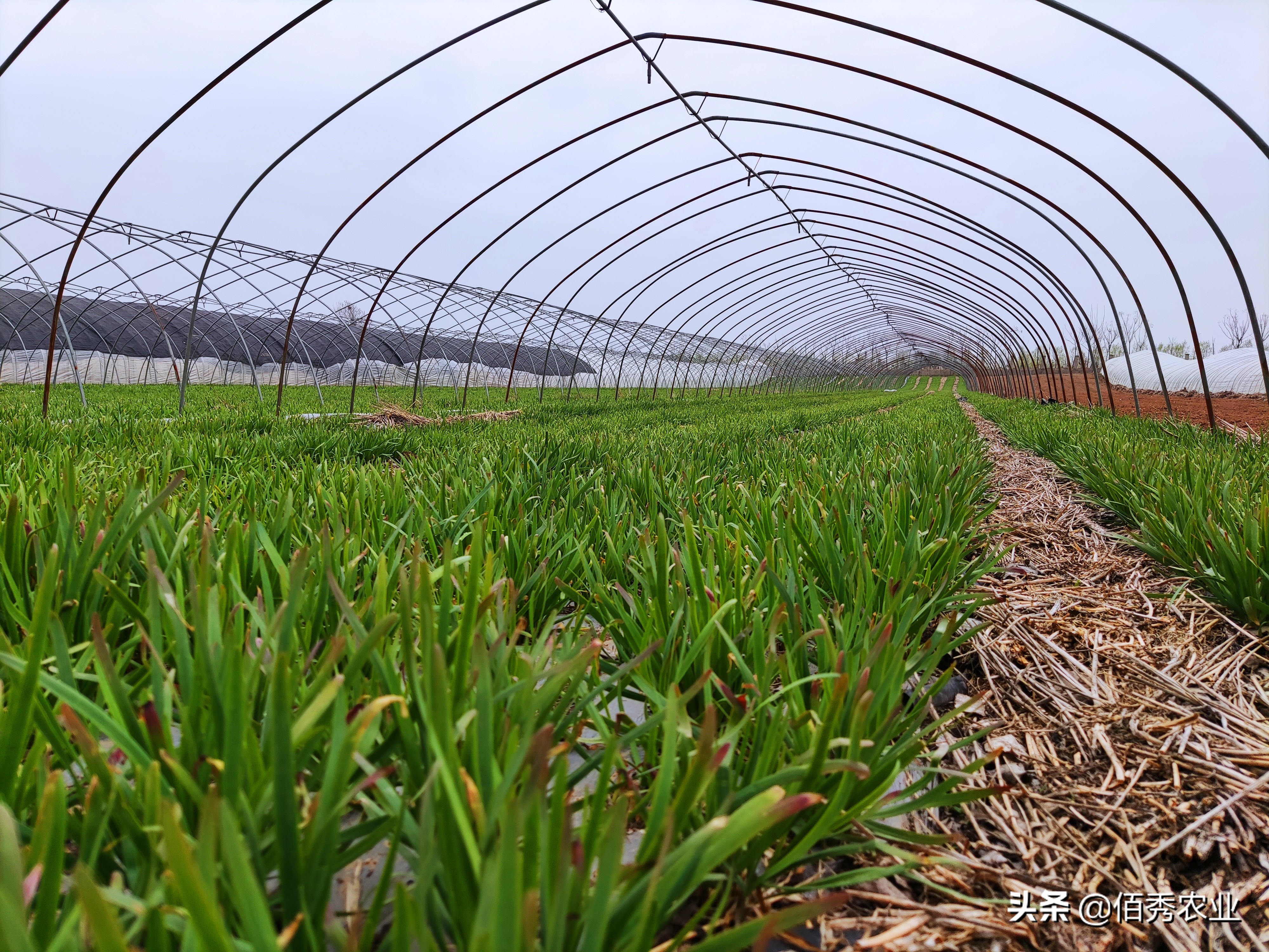为什么韭菜要打这么多农药,韭菜用杀菌剂好吗视频