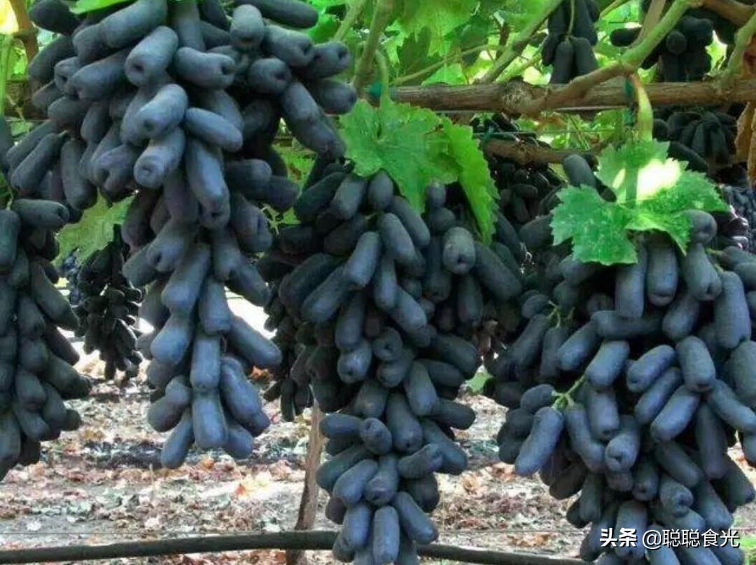 09钁¤悇鍝佺鐨勪紭缂虹偣,鏃╁法瀹濊憽钀勫搧绉嶄紭缂虹偣