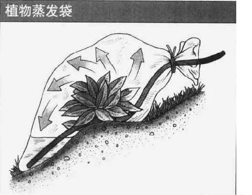 生存小技巧钻木取火,荒野生存取水技巧