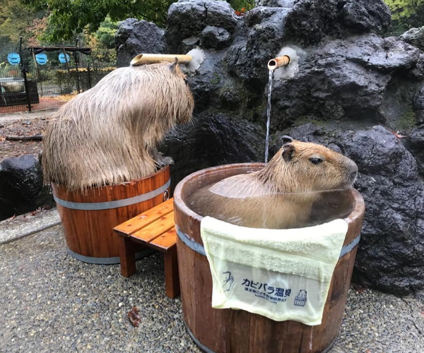 八达岭动物园水豚,动物园水豚热水澡