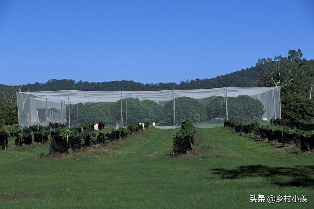 农户如何防备鸟儿,农村庄稼怎么防鸟害