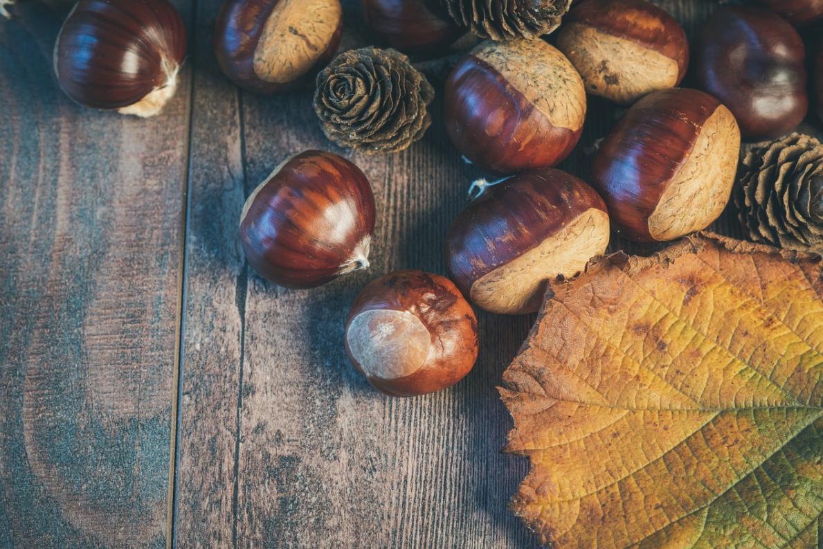 诗经中的栗子是什么样的,诗经中关于板栗的句子