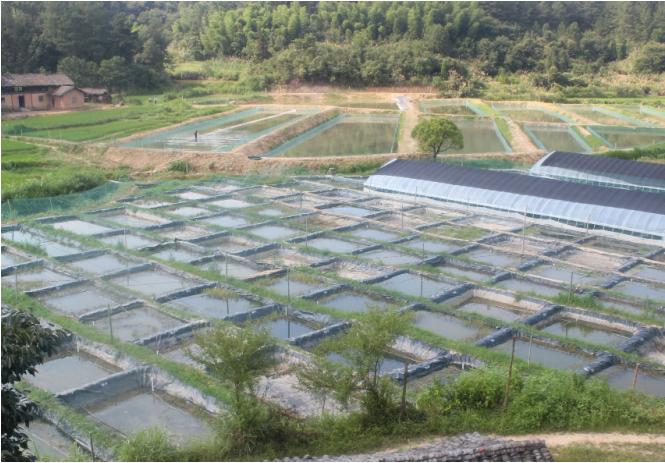 稻田养泥鳅水稻怎么收,一亩水稻田可套养多少斤泥鳅