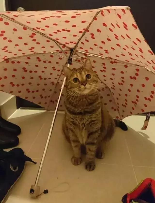 如何封印一只猫,怎么一招封印猫