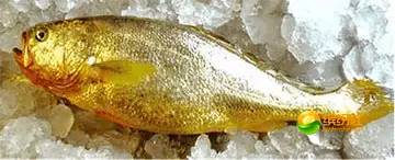 舟山4月份海鲜攻略,舟山海鲜代加工攻略