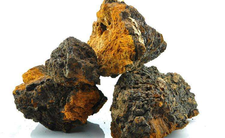 俄罗斯天然桦树茸菌,俄罗斯西伯利亚特产白桦树茸菌菇