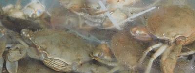 开渔啦一大波海鲜,开渔喽