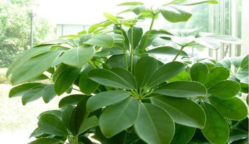 鸭掌木怕干还是怕湿,鸭掌木怕冻吗