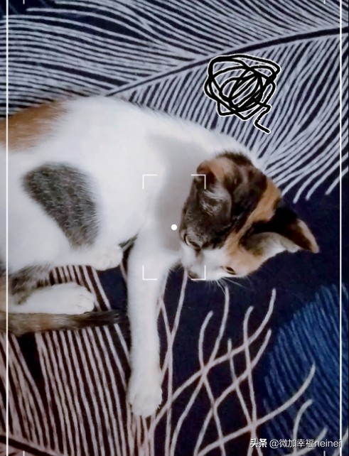 猫记|丢丢治愈了我