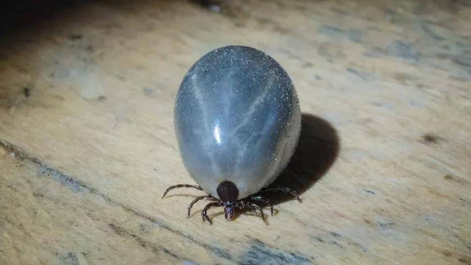 狗子偷偷亲我的第N次，难道不是真爱吗？