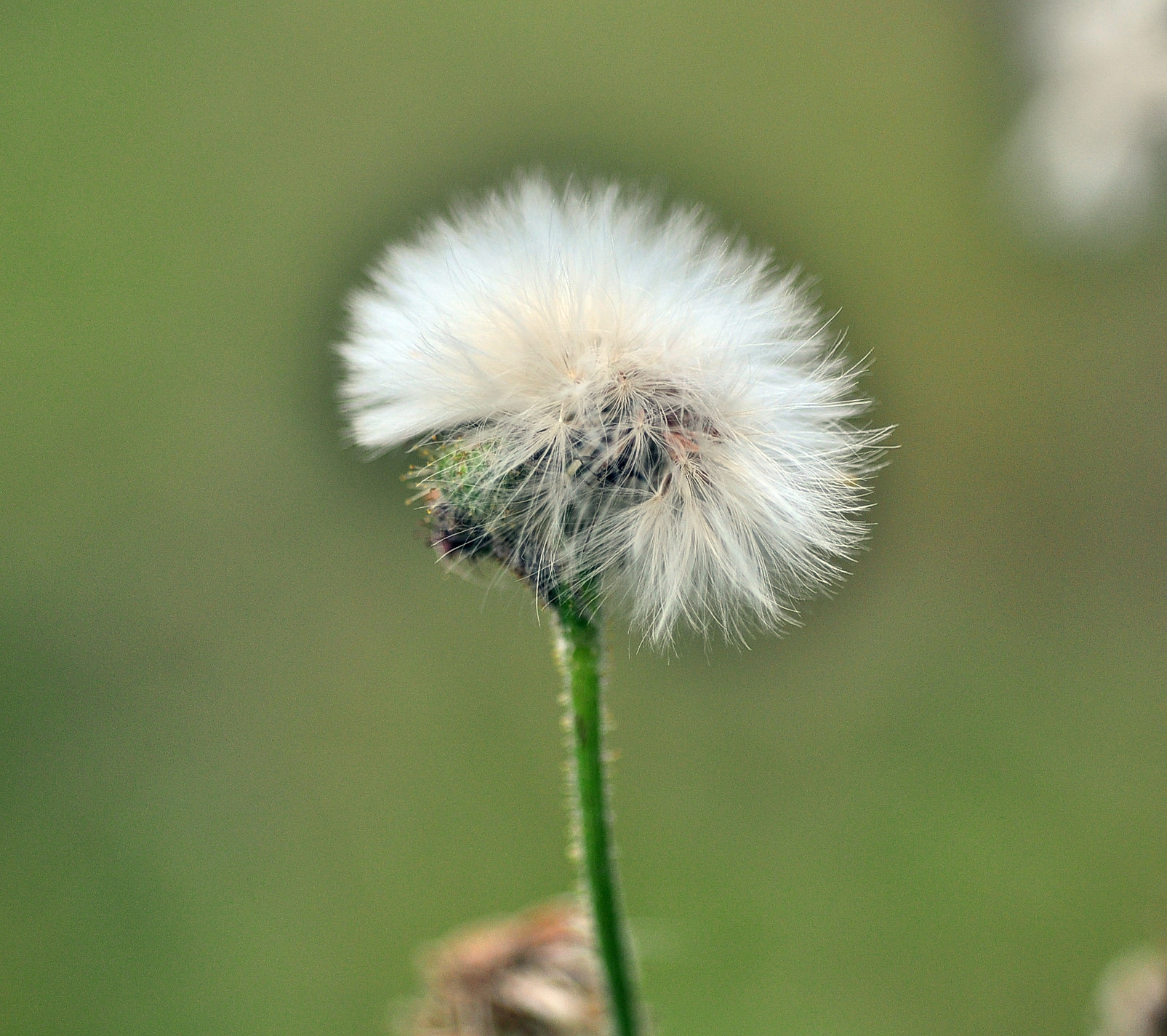 我的思乡情结,我与尼康的邂逅