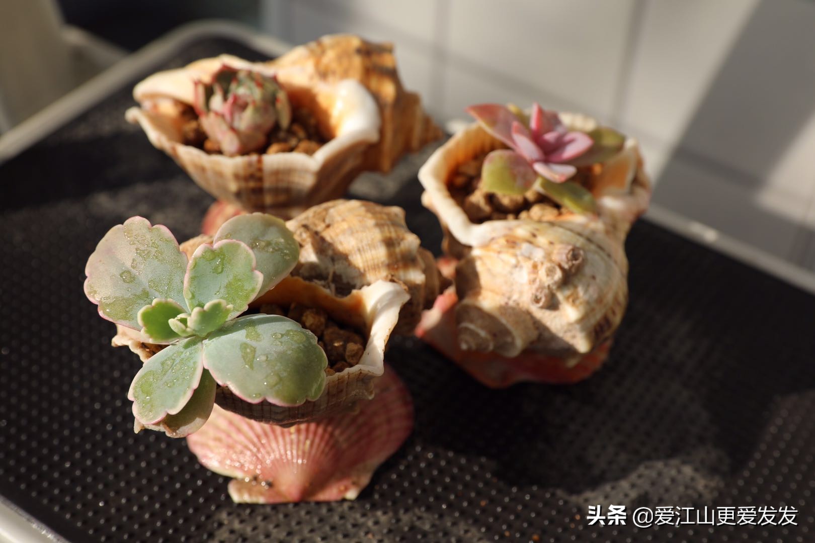 海螺贝壳多肉,生蚝壳做多肉盆