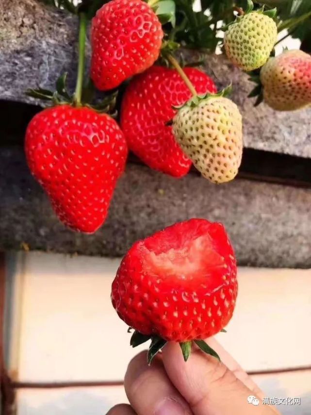 清朝旗人为什么那么老实,满族人生活习惯与汉人的区别