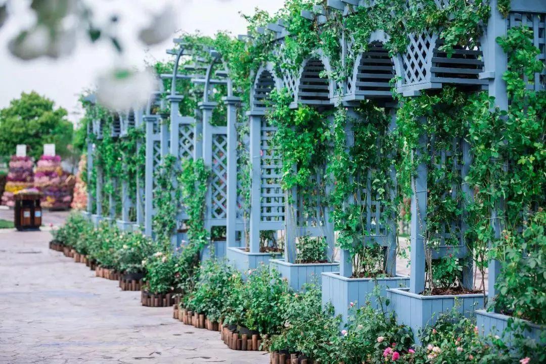 槽糕，是心动的感觉！这个神秘花谷正在悄然绽放！走，去拍照～