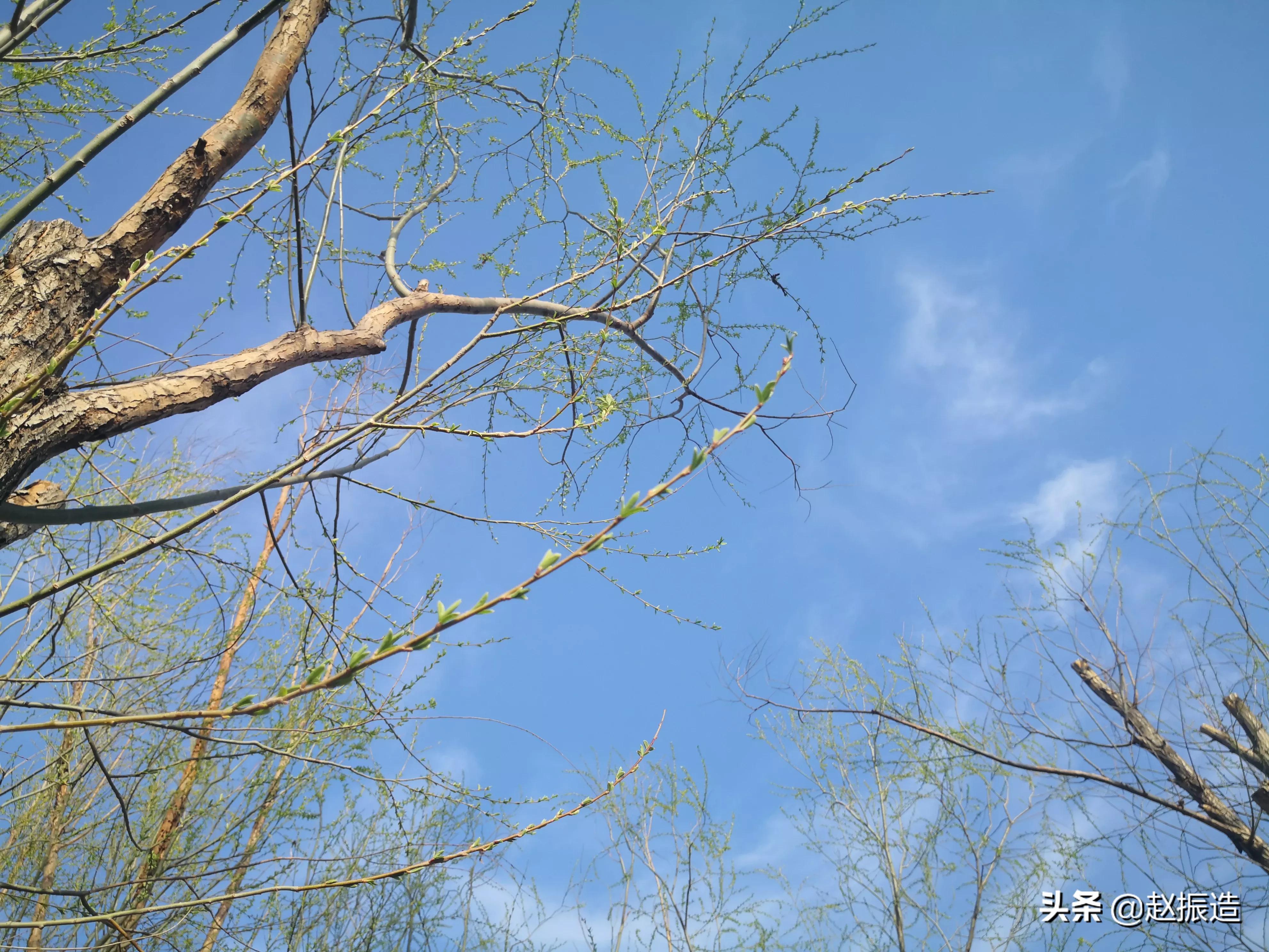诗句春雨惊春,春日诗一首