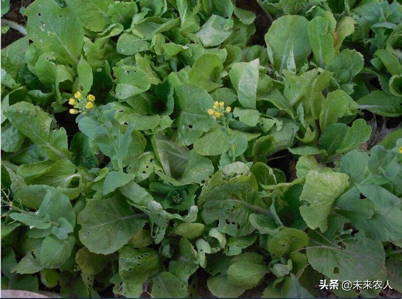 农药杀虫剂专业知识详解,农药杀菌剂和杀虫剂区别在哪