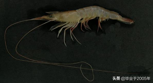 大连什么品种的虾好吃,大连哪里的虾最正宗