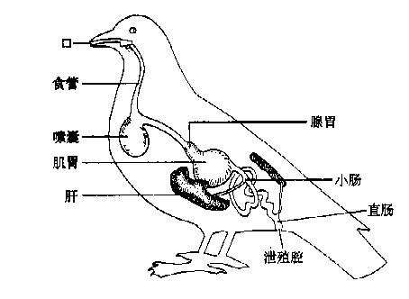 养鸟人必修功课:鸟笼下的沙盘到底起到什么作用?保健砂怎么制做