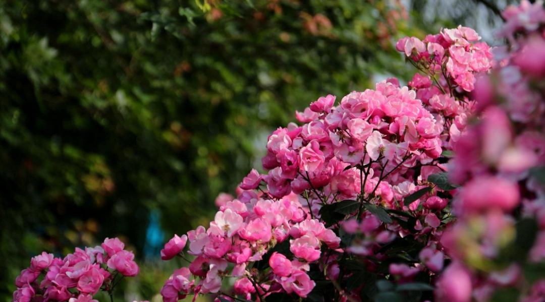 写蔷薇花的古诗词,关于蔷薇花的诗句古诗