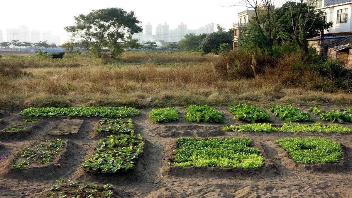 侨港边上的大、小老虎村,房租很低但住的人却很少,如今面临改造