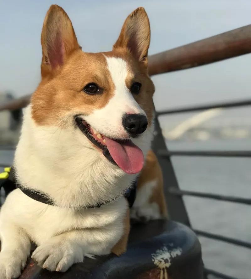 柯基养成大法居然要注意这些细节,柯基正确养成方法