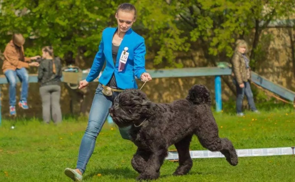 雪纳瑞拔毛的好处和坏处,养雪纳瑞犬的好处和坏处