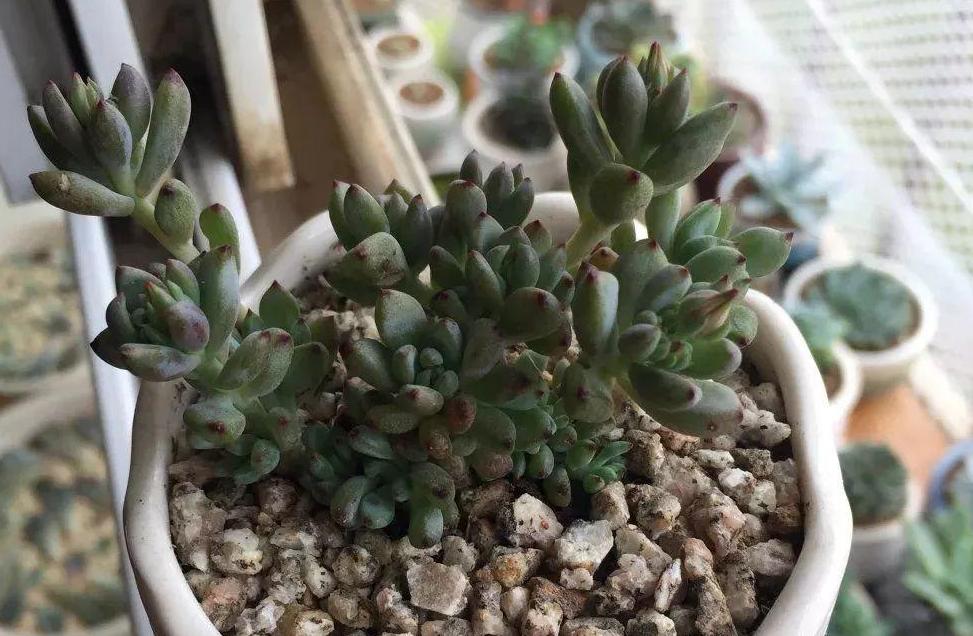 盆栽黑莓过冬方法,黑莓植物怎样养