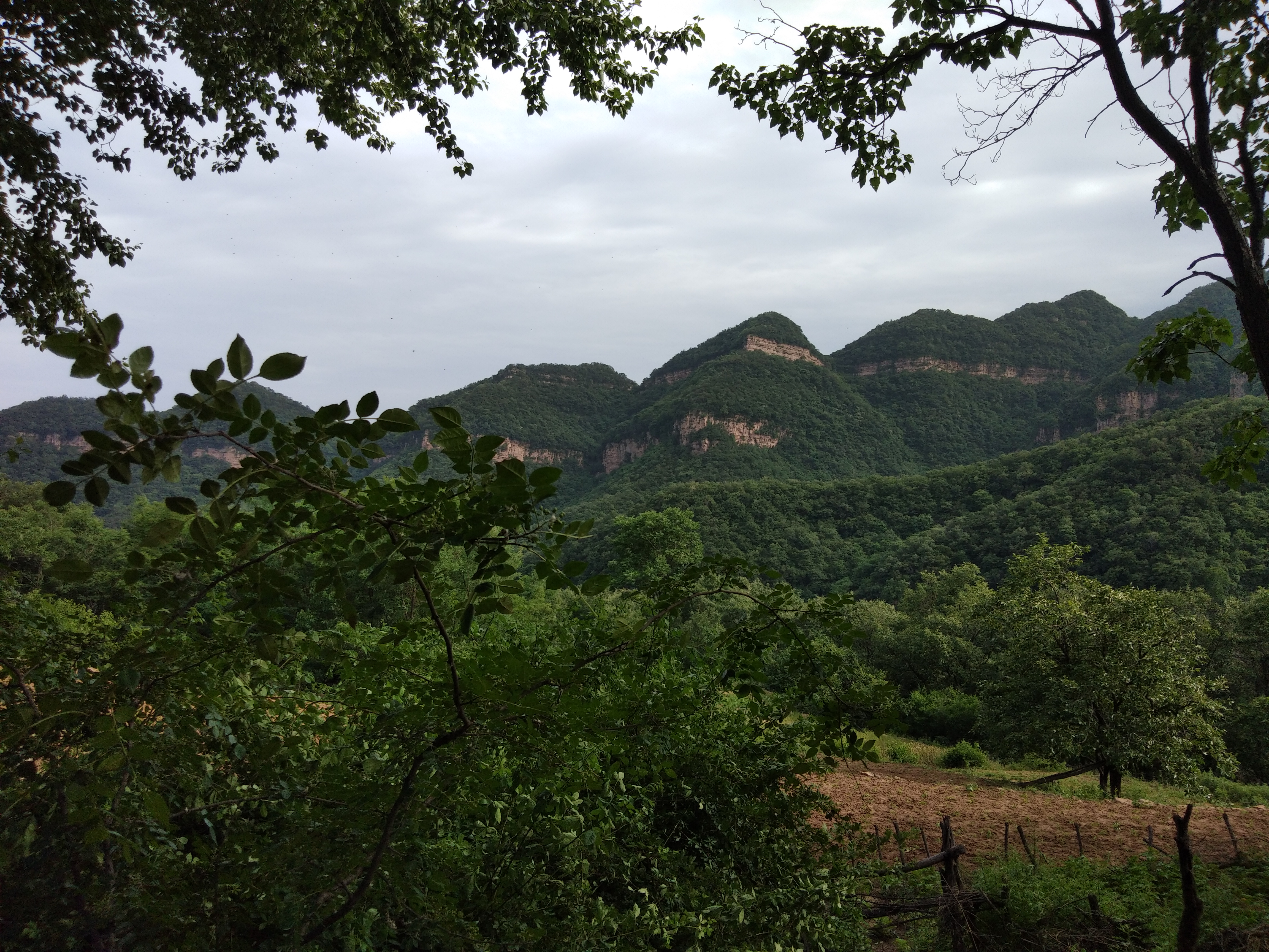 摘野生蜂窝吃蜜,荒山野岭野生蜂窝