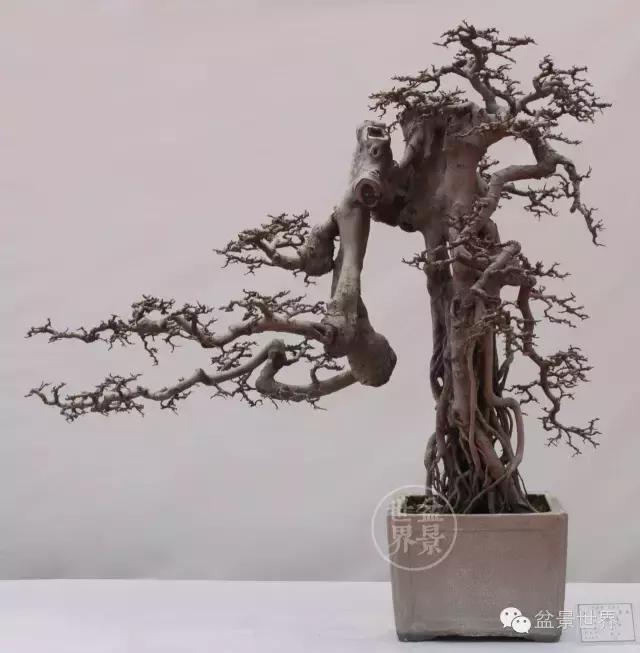 翠鸟根艺石头盆景艺术分享,奇形怪状极品根艺盆景图片