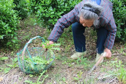 春天的野菜真好吃,时令野菜味道好极了