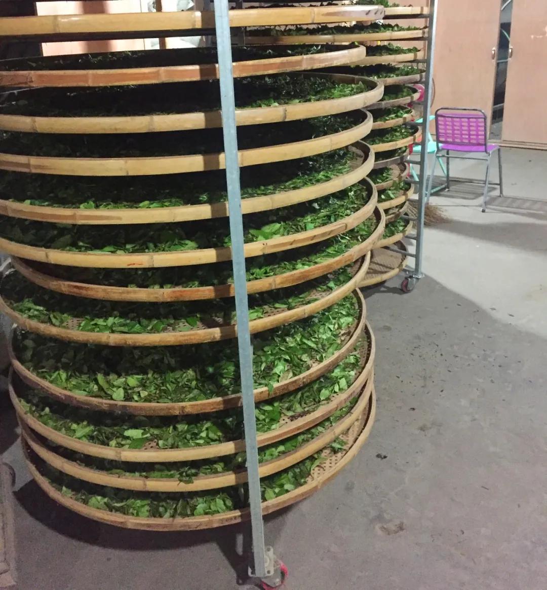 非遗政和白茶技术,非遗乌龙茶制作技艺