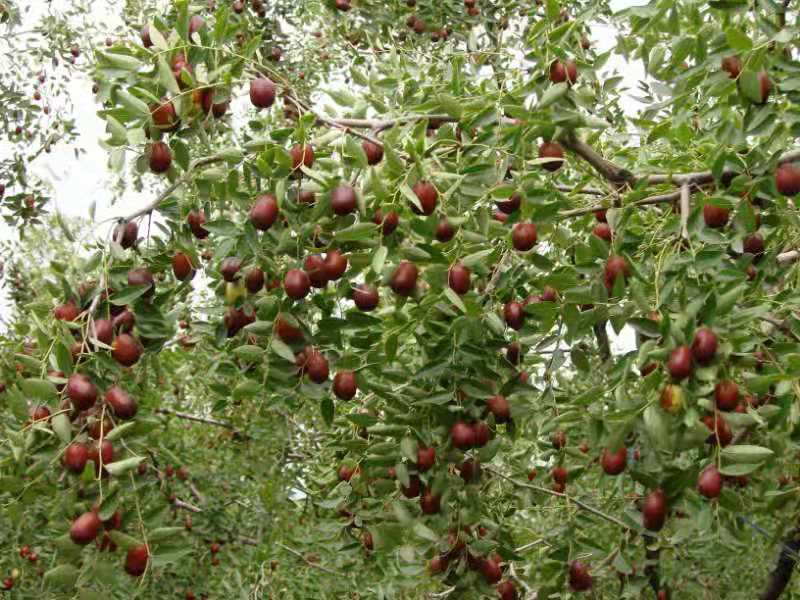 山西稷山板枣新品种,山西稷山板枣