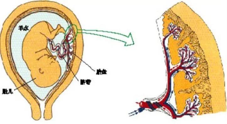 胎儿的胎盘是怎么来的,胎儿的生命起点在哪里