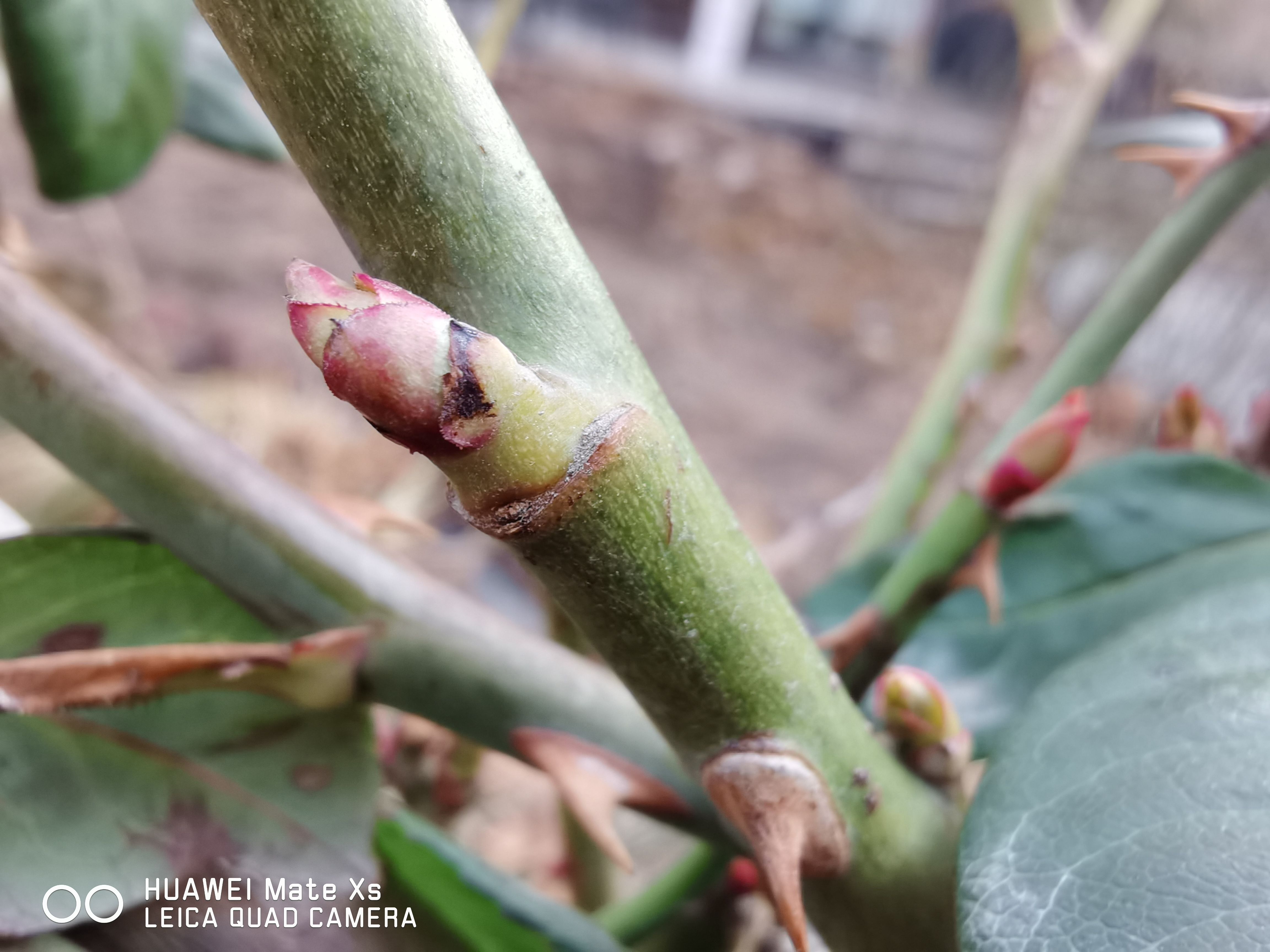 华为matexs2深度体验,华为matexs现在值得入手吗