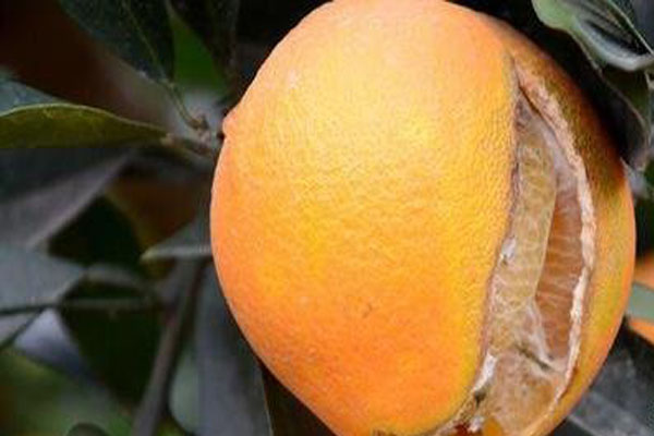 脐橙内裂果多是什么原因呢,脐橙裂果原因及预防措施图片