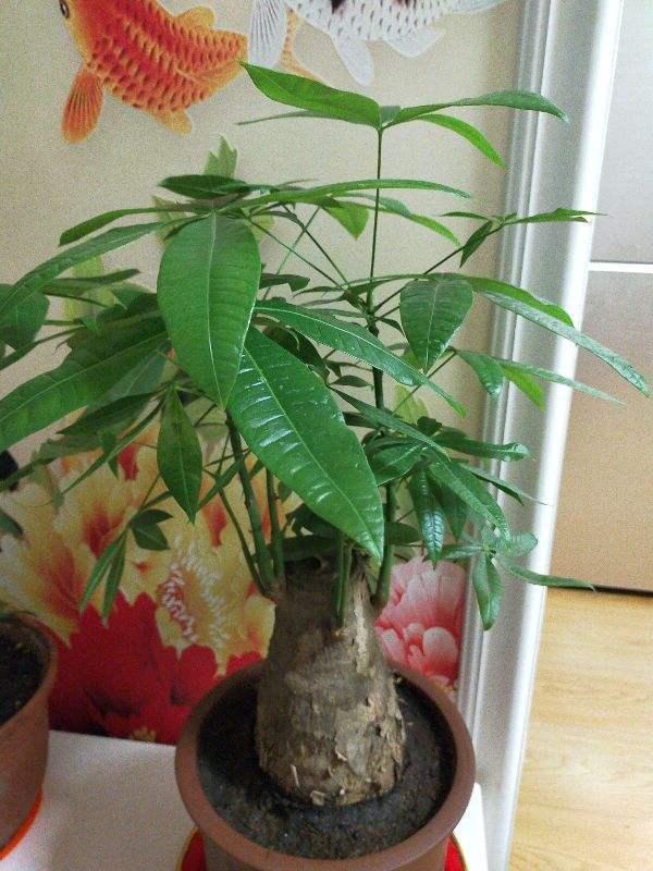 发财树7月能施什么肥,夏季发财树多久浇水更好