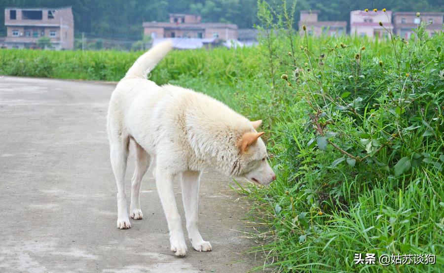 中华田园犬你真正了解过吗,中华田园犬到底多厉害