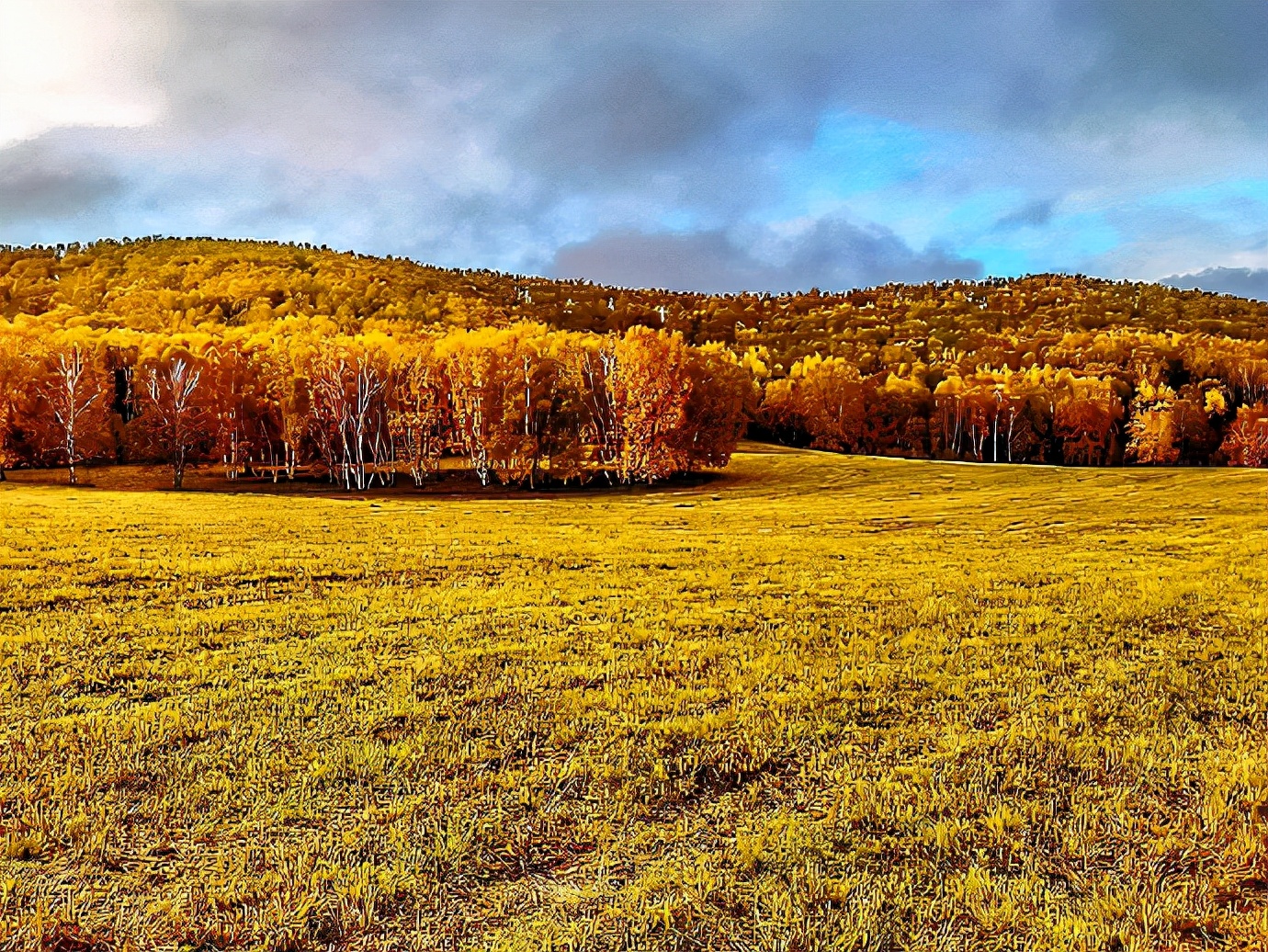 秋季最美的白桦林风景,坝上草原白桦林秋色图片