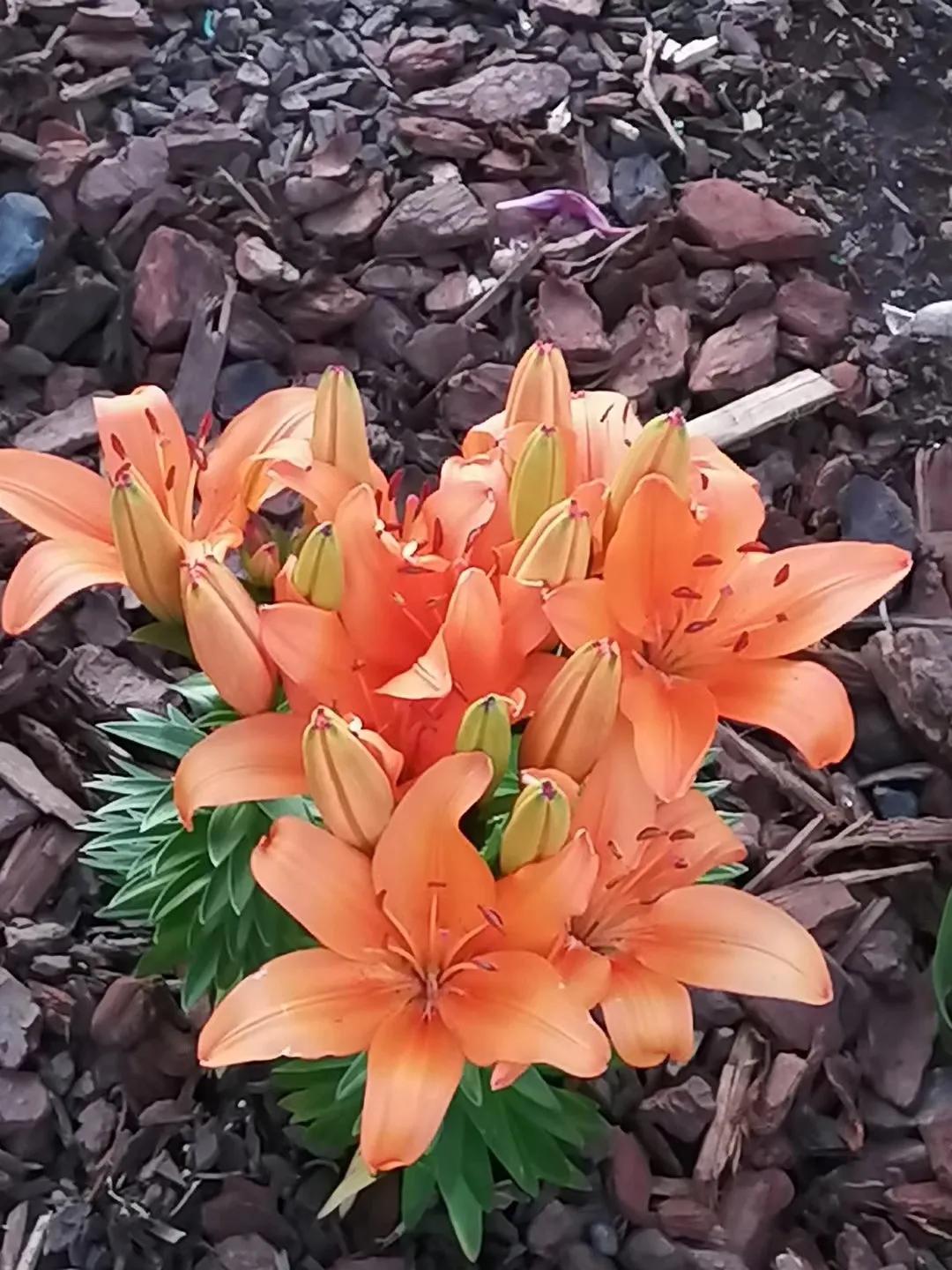 记忆中的旅行之新西兰(北岛)